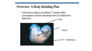 Developmental Biology Presentation Veena