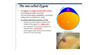 Developmental Biology Presentation Veena
