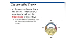 Developmental Biology Presentation Veena