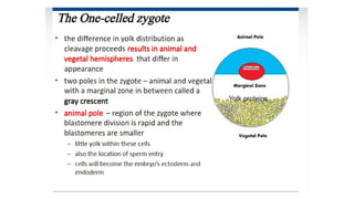 Developmental Biology Presentation Veena