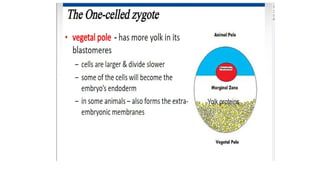 Developmental Biology Presentation Veena