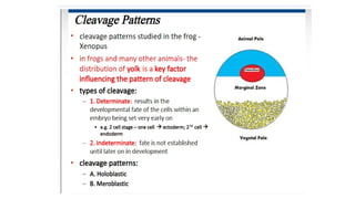 Developmental Biology Presentation Veena