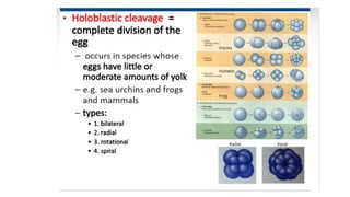 Developmental Biology Presentation Veena