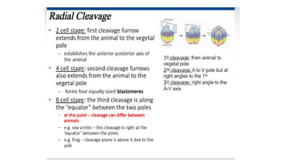 Developmental Biology Presentation Veena