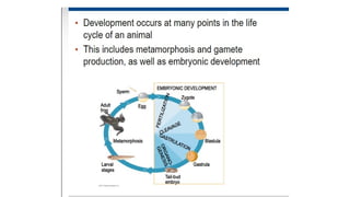 Developmental Biology Presentation Veena