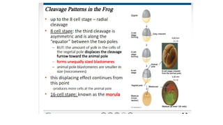 Developmental Biology Presentation Veena