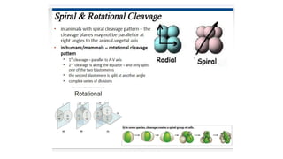 Developmental Biology Presentation Veena