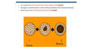 Developmental Biology Presentation Veena