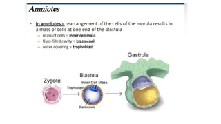 Developmental Biology Presentation Veena