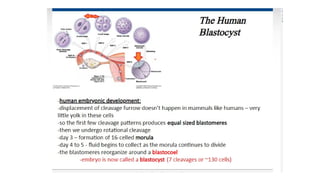 Developmental Biology Presentation Veena