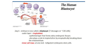 Developmental Biology Presentation Veena