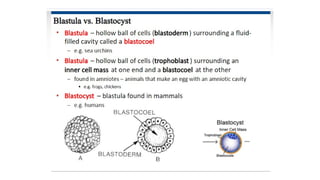 Developmental Biology Presentation Veena