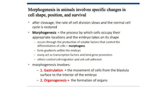 Developmental Biology Presentation Veena