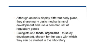 Developmental Biology Presentation Veena