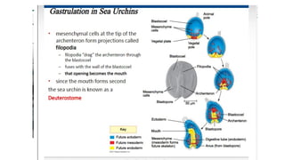Developmental Biology Presentation Veena