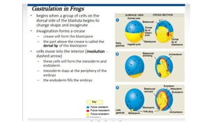 Developmental Biology Presentation Veena