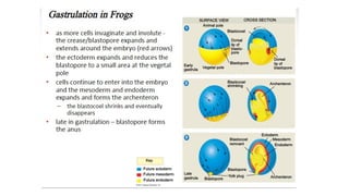 Developmental Biology Presentation Veena
