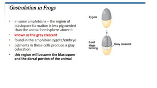 Developmental Biology Presentation Veena