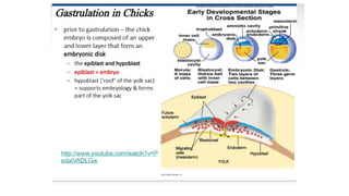 Developmental Biology Presentation Veena