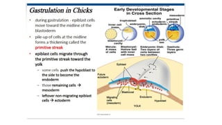 Developmental Biology Presentation Veena
