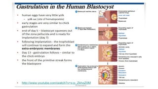 Developmental Biology Presentation Veena