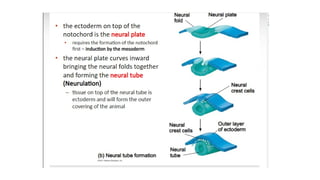 Developmental Biology Presentation Veena