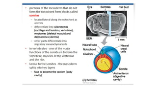 Developmental Biology Presentation Veena