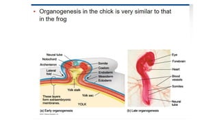 Developmental Biology Presentation Veena