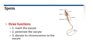 Developmental Biology Presentation Veena
