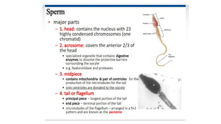 Developmental Biology Presentation Veena