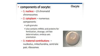 Developmental Biology Presentation Veena