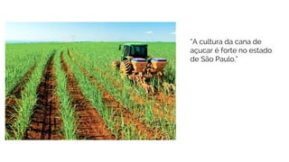 “A cultura da cana de
açucar é forte no estado
de São Paulo.”
 