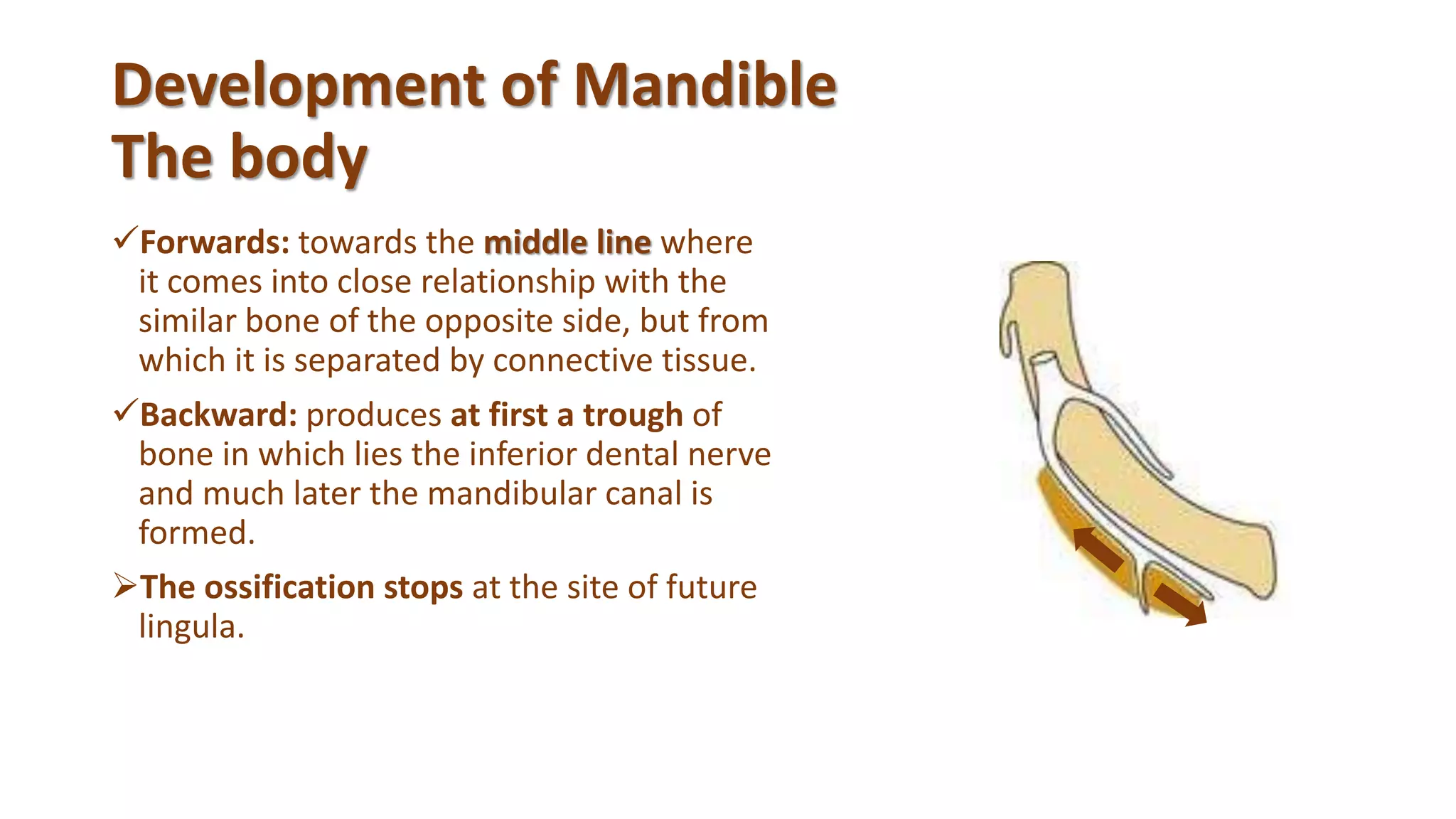 Development of Mandible
The body
Forwards: towards the middle line where
it comes into close relationship with the
similar bone of the opposite side, but from
which it is separated by connective tissue.
Backward: produces at first a trough of
bone in which lies the inferior dental nerve
and much later the mandibular canal is
formed.
The ossification stops at the site of future
lingula.
 