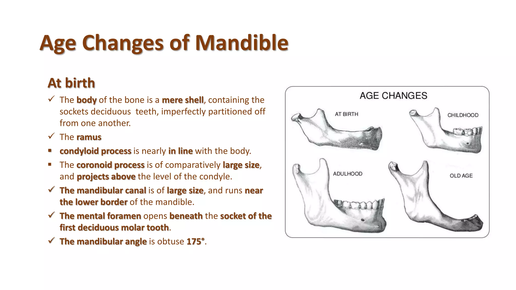 Age Changes of Mandible
At birth
 The body of the bone is a mere shell, containing the
sockets deciduous teeth, imperfectly partitioned off
from one another.
 The ramus
 condyloid process is nearly in line with the body.
 The coronoid process is of comparatively large size,
and projects above the level of the condyle.
 The mandibular canal is of large size, and runs near
the lower border of the mandible.
 The mental foramen opens beneath the socket of the
first deciduous molar tooth.
 The mandibular angle is obtuse 175°.
 