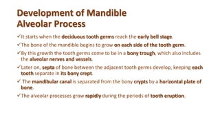 Development of Mandible
Alveolar Process
It starts when the deciduous tooth germs reach the early bell stage.
The bone of the mandible begins to grow on each side of the tooth germ.
By this growth the tooth germs come to be in a bony trough, which also includes
the alveolar nerves and vessels.
Later on, septa of bone between the adjacent tooth germs develop, keeping each
tooth separate in its bony crept.
 The mandibular canal is separated from the bony crypts by a horizontal plate of
bone.
The alveolar processes grow rapidly during the periods of tooth eruption.
 