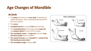 Age Changes of Mandible
At birth
 The body of the bone is a mere shell, containing the
sockets deciduous teeth, imperfectly partitioned off
from one another.
 The ramus
 condyloid process is nearly in line with the body.
 The coronoid process is of comparatively large size,
and projects above the level of the condyle.
 The mandibular canal is of large size, and runs near
the lower border of the mandible.
 The mental foramen opens beneath the socket of the
first deciduous molar tooth.
 The mandibular angle is obtuse 175°.
 