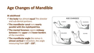 Age Changes of Mandible
At adulthood
 the body has almost equal The alveolar
and sub-dental portions.
The mandibular canal runs nearly
parallel with the mylohyoid line.
The mental foramen: opens midway
between the upper and lower borders
of the mandible.
The mandibular angle the ramus is
almost vertical in direction, the angle
measuring from 110° - 120°.
 