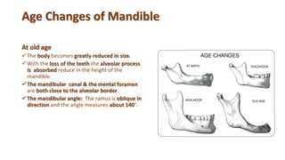 Age Changes of Mandible
At old age
The body becomes greatly reduced in size.
With the loss of the teeth the alveolar process
is absorbed reduce in the height of the
mandible.
The mandibular canal & the mental foramen
are both close to the alveolar border.
The mandibular angle: The ramus is oblique in
direction and the angle measures about 140°.
 