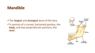 Mandible
The largest and strongest bone of the face.
It consists of a curved, horizontal portion, the
body, and two perpendicular portions, the
rami.
 