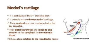 Meckel's cartilage
 It is cartilages of the 1st. branchial arch.
 It extends as an unbroken rod of cartilage.
 Their proximal ends are connected with the
ear capsules.
Their distal extremities are joined to one
another at the symphysis by mesodermal
tissue.
It has a close relation to the mandibular nerve.
 
