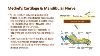 Meckel's Cartilage & Mandibular Nerve
 At the junction between poximal and
middle thirds the mandibular nerve divides
into the lingual and inferior alevolar nerve.
 The lingual nerve passes forward in the
medial side of the cartilage.
 Inferior alveolar nerve lies lateral to its
upper margin and runs forward parallel to
it.
 At the junction between middle and distal
thirds, the inferior alveolar nerve
terminates by dividing into the mental and
incisive branches.
Meckel’s cartilage
IncisiveMandibular Inferior alv.
 