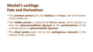 Meckel's cartilage
Fate and Derivatives
The proximal portion gives the Malleus and Incus, two of the bones
of the middle ear.
The middle portion is replaced by fibrous tissue, which persists to
form the sphenomandibular ligament & the perichondrium of the
cartilage persist as sphenomallular ligament.
The distal portion gives rise to the cartilaginous remnants in the
midline of the mandible.
 