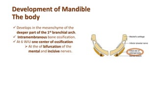  Develops in the mesenchyme of the
deeper part of the 1st branchial arch.
 Intramembranous bone ossification.
 At 6 WIU one center of ossification
At the of bifurcation of the
mental and incisive nerves.
Development of Mandible
The body
 