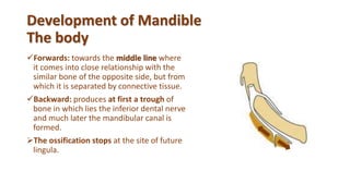 Development of Mandible