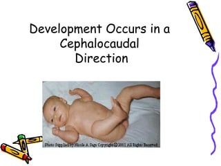 Development Occurs in a
     Cephalocaudal
       Direction
 