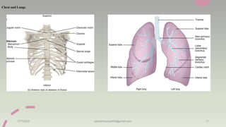 Chest and Lungs
11/7/2023 ashokmourya393@gmail.com 11
 