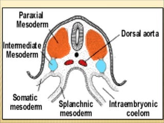 Mesodermal Development Human Embryology - Development of the Kidneys.pdf