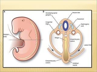 Human Embryology - Development of the Kidneys.pdf