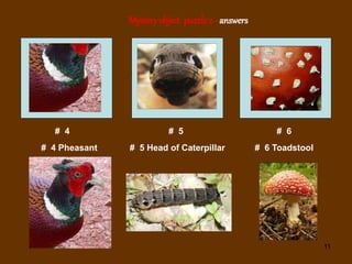 11
Mystery object puzzle2 - answers
# 4 # 5 # 6
# 4 Pheasant # 5 Head of Caterpillar # 6 Toadstool
 