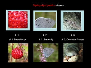 9
Mystery object puzzle1 - Answers
# 1 # 2 # 3 # 4
# 1 # 2 # 3
# 1 Strawberry # 2 Butterfly # 3 Common Shrew
 